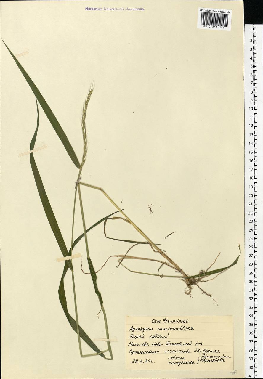 Elymus caninus (L.) L., Eastern Europe, Moscow region (E4a) (Russia)