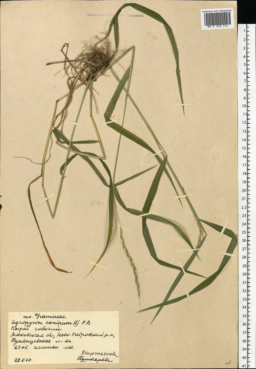 Elymus caninus (L.) L., Eastern Europe, Moscow region (E4a) (Russia)