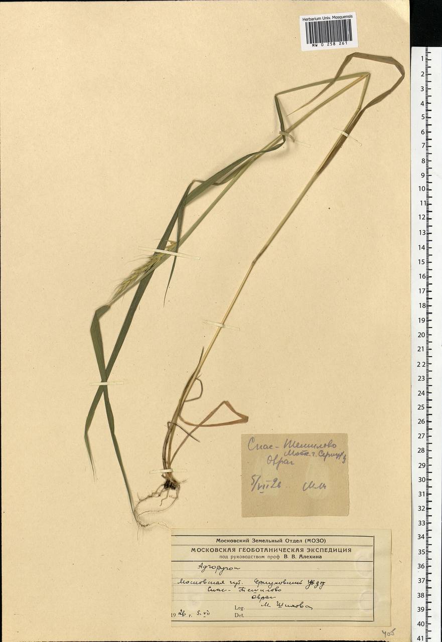 Elymus caninus (L.) L., Eastern Europe, Moscow region (E4a) (Russia)