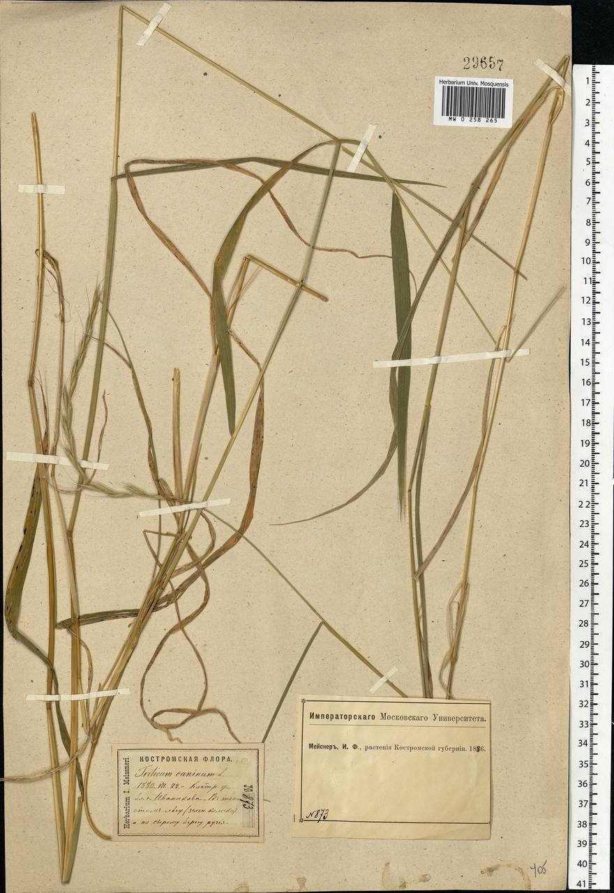 Elymus caninus (L.) L., Eastern Europe, Central forest region (E5) (Russia)