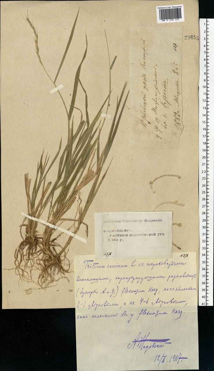 Elymus caninus (L.) L., Eastern Europe, Central forest region (E5) (Russia)