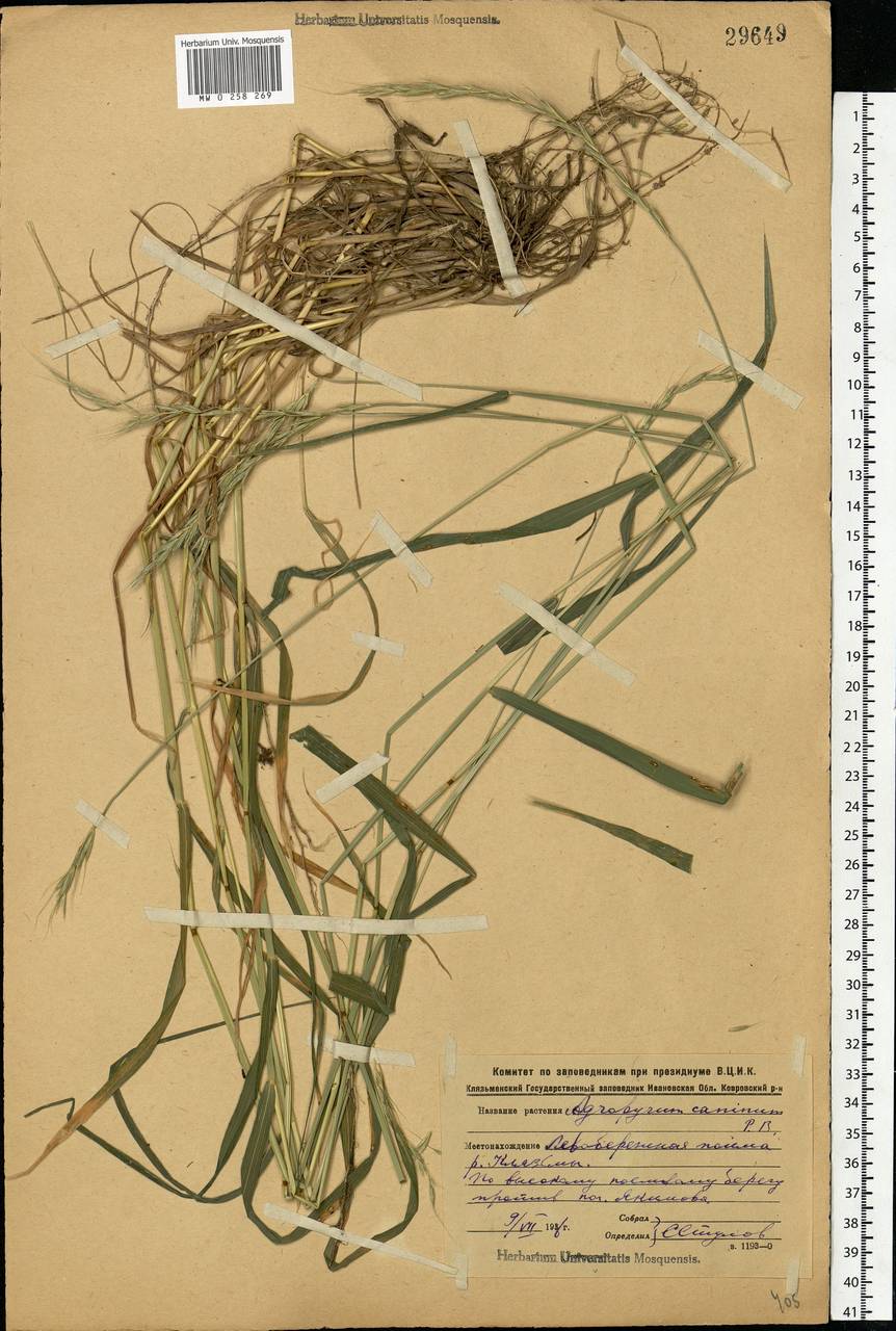 Elymus caninus (L.) L., Eastern Europe, Central forest region (E5) (Russia)