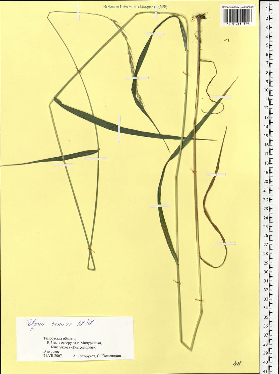 Elymus caninus (L.) L., Eastern Europe, Central forest-and-steppe region (E6) (Russia)