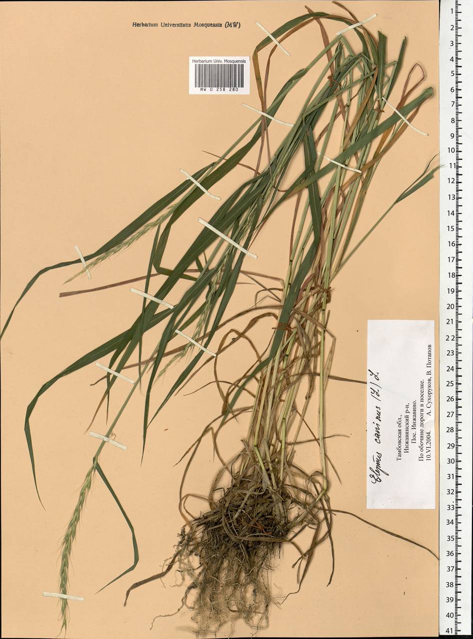 Elymus caninus (L.) L., Eastern Europe, Central forest-and-steppe region (E6) (Russia)