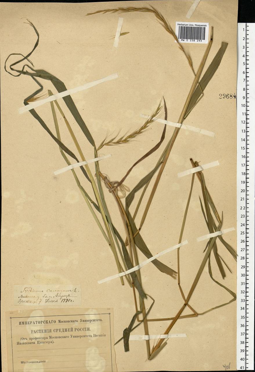 Elymus caninus (L.) L., Eastern Europe, Central forest-and-steppe region (E6) (Russia)