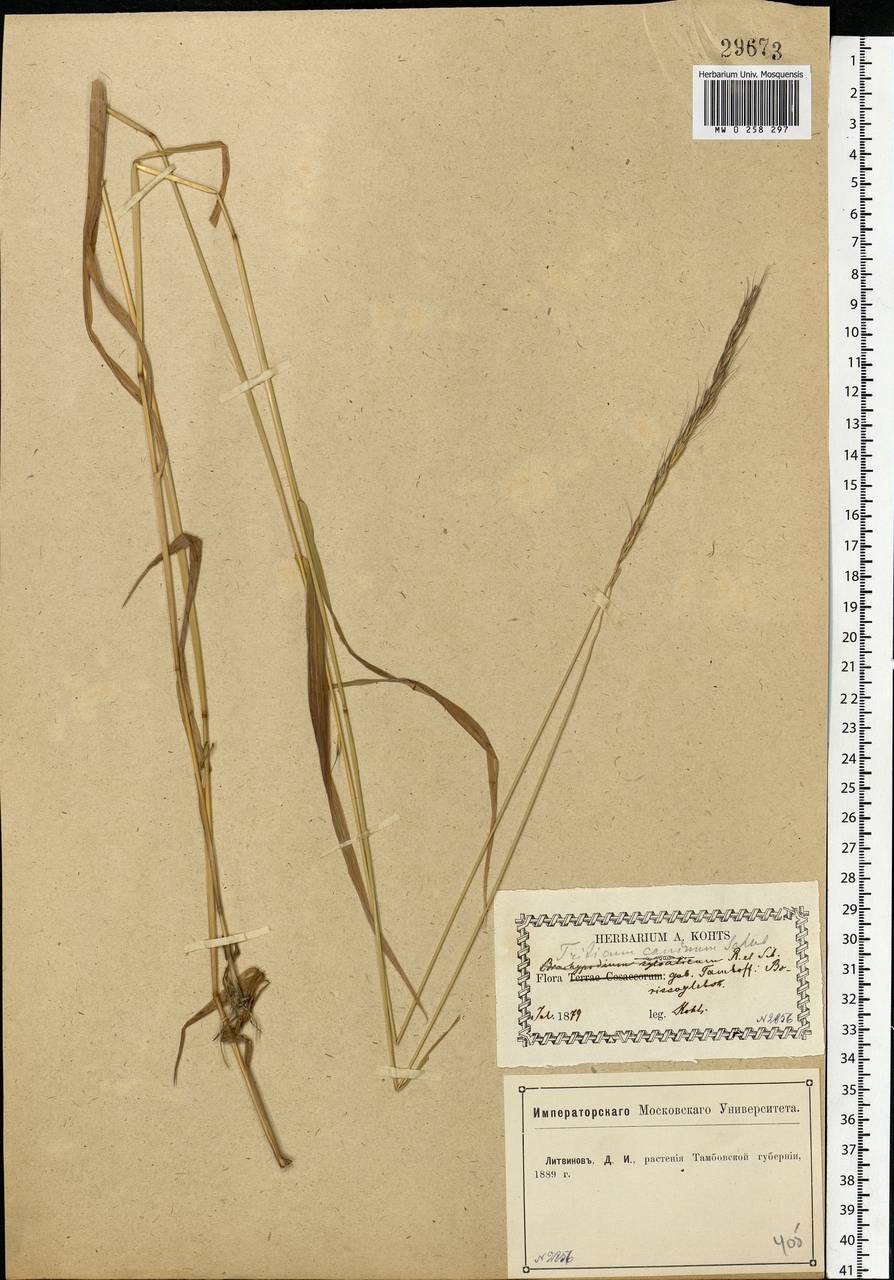 Elymus caninus (L.) L., Eastern Europe, Central forest-and-steppe region (E6) (Russia)