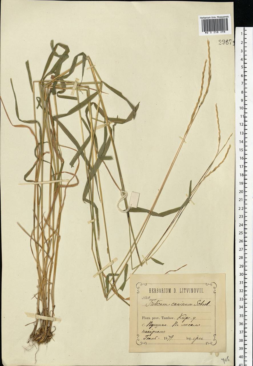 Elymus caninus (L.) L., Eastern Europe, Central forest-and-steppe region (E6) (Russia)