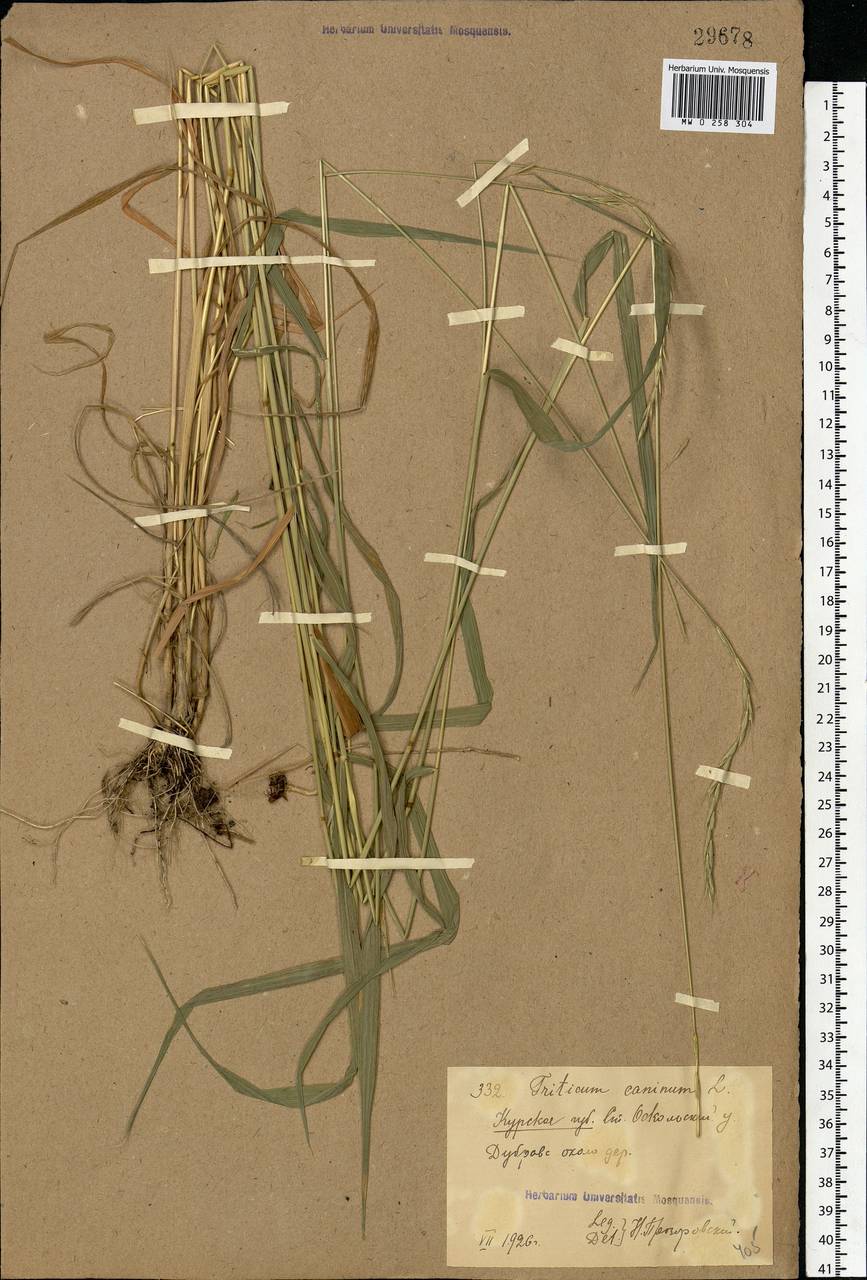 Elymus caninus (L.) L., Eastern Europe, Central forest-and-steppe region (E6) (Russia)