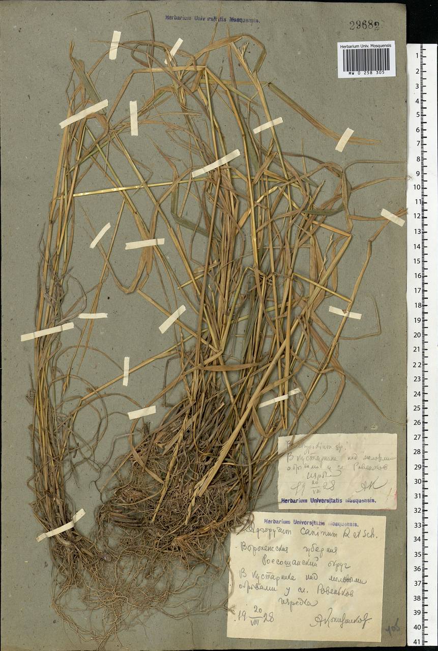 Elymus caninus (L.) L., Eastern Europe, Central forest-and-steppe region (E6) (Russia)