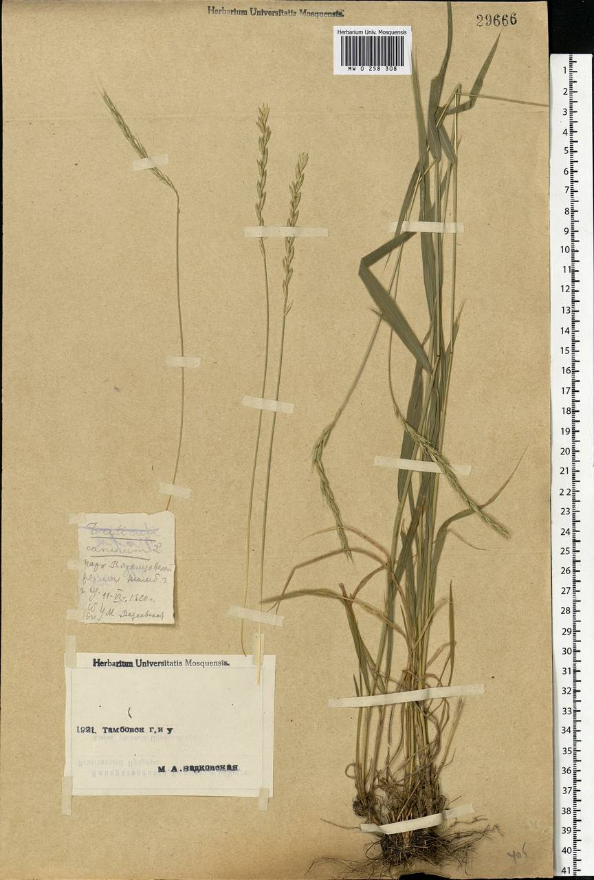 Elymus caninus (L.) L., Eastern Europe, Central forest-and-steppe region (E6) (Russia)