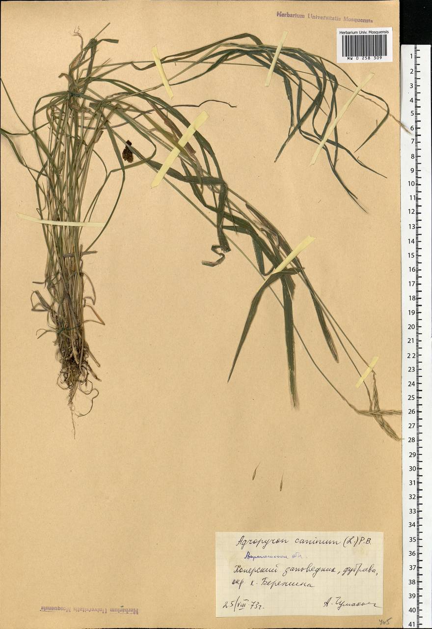 Elymus caninus (L.) L., Eastern Europe, Central forest-and-steppe region (E6) (Russia)