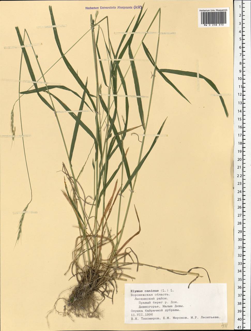 Elymus caninus (L.) L., Eastern Europe, Central forest-and-steppe region (E6) (Russia)