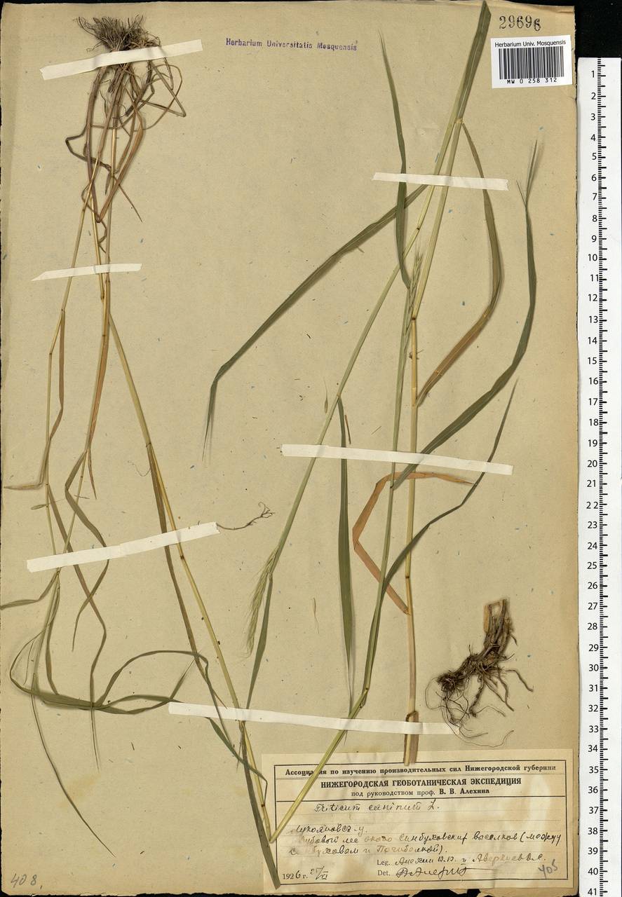 Elymus caninus (L.) L., Eastern Europe, Volga-Kama region (E7) (Russia)
