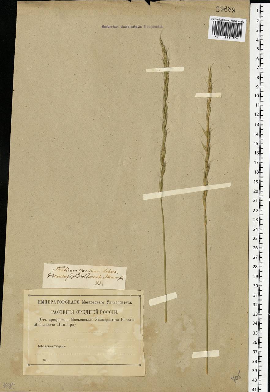 Elymus caninus (L.) L., Eastern Europe, Volga-Kama region (E7) (Russia)