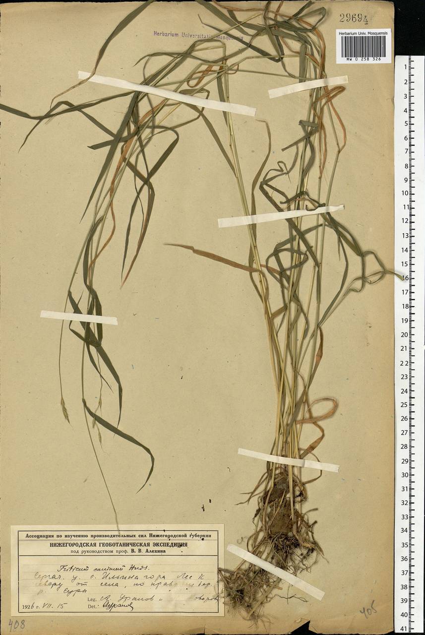 Elymus caninus (L.) L., Eastern Europe, Volga-Kama region (E7) (Russia)