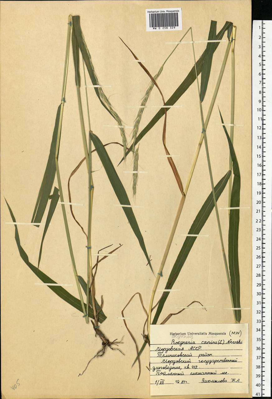 Elymus caninus (L.) L., Eastern Europe, Middle Volga region (E8) (Russia)