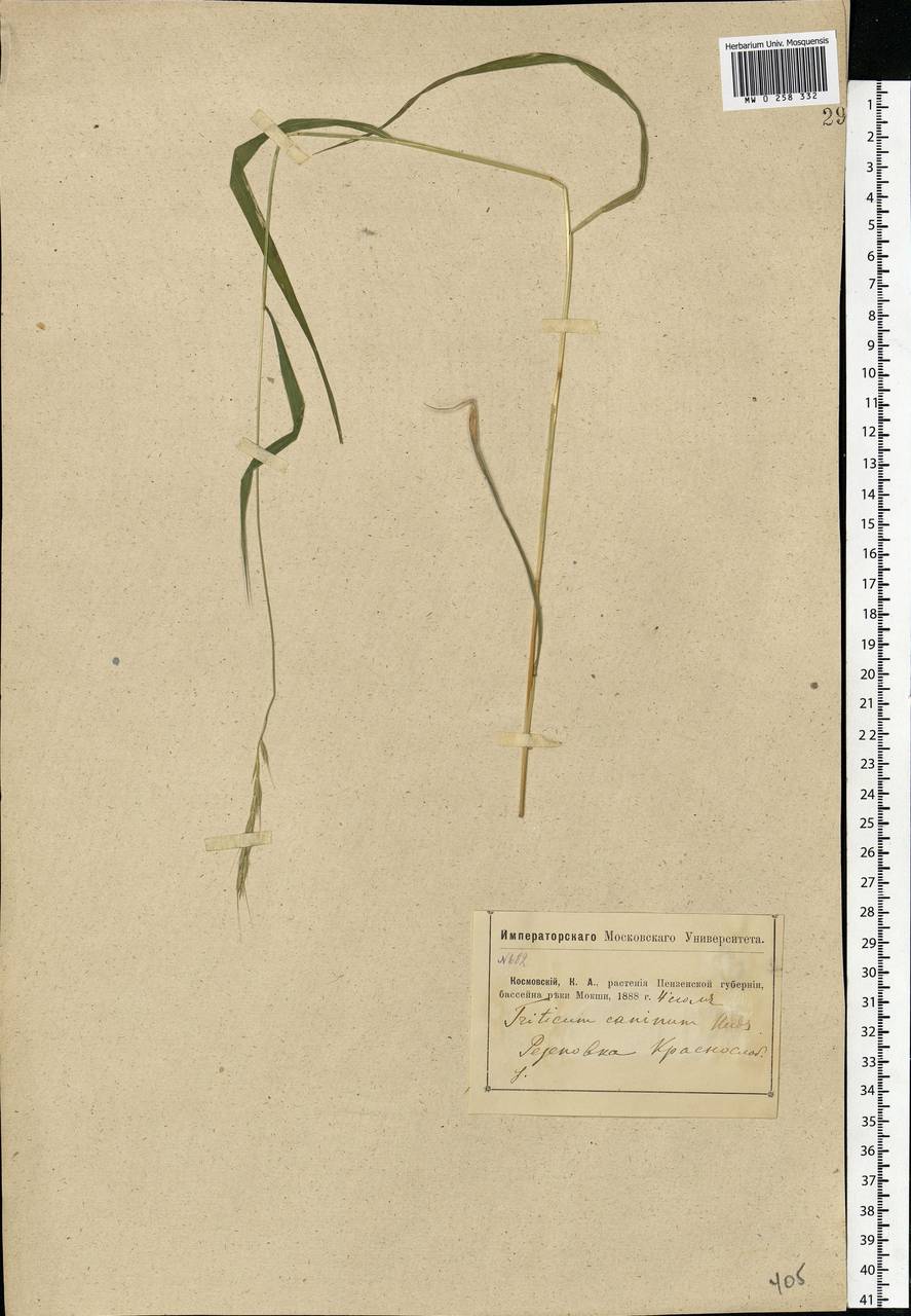 Elymus caninus (L.) L., Eastern Europe, Middle Volga region (E8) (Russia)