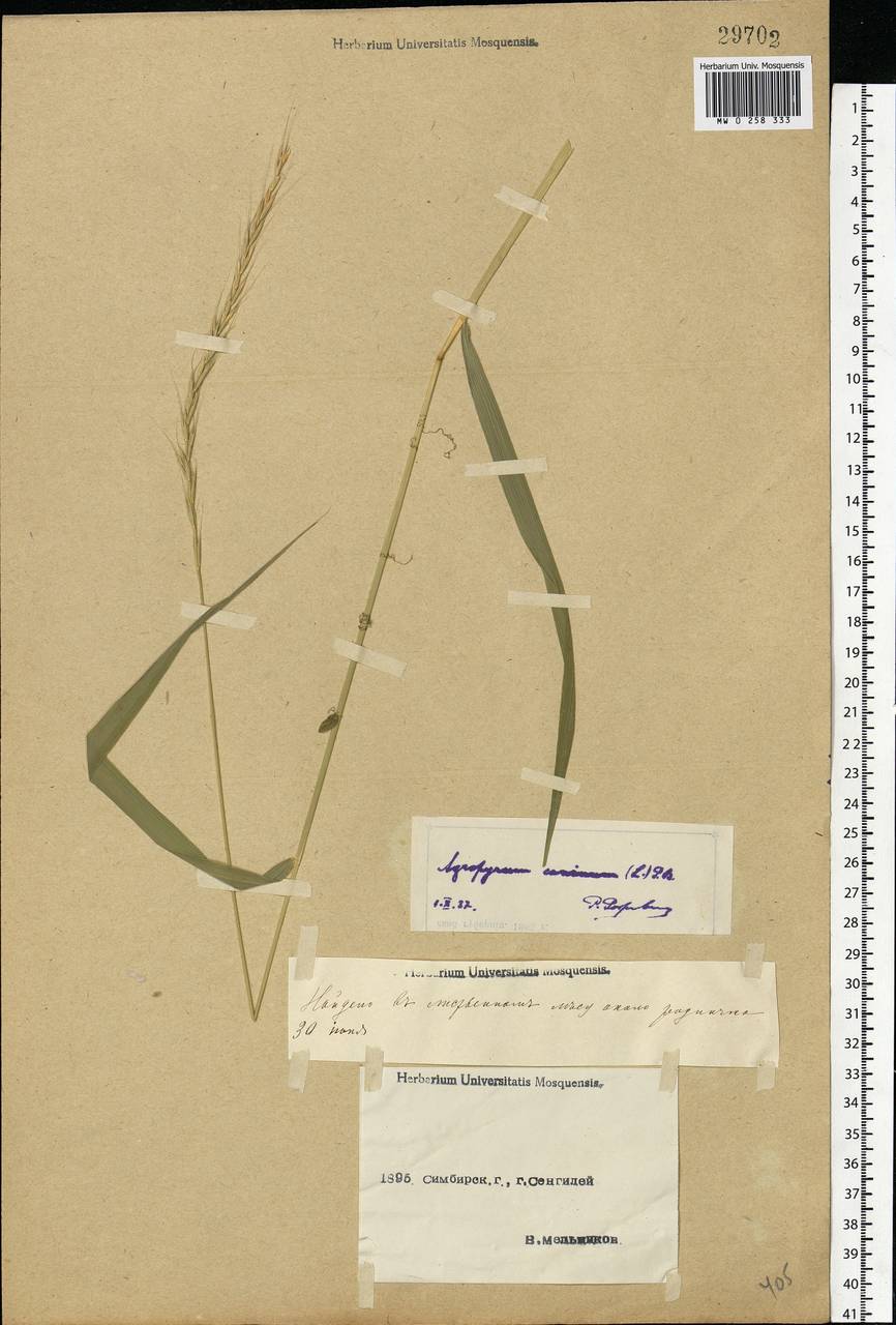 Elymus caninus (L.) L., Eastern Europe, Middle Volga region (E8) (Russia)