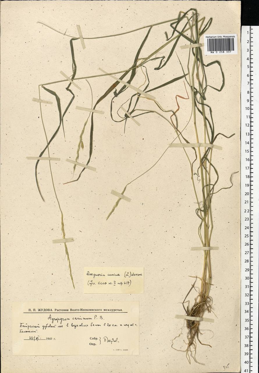 Elymus caninus (L.) L., Eastern Europe, Lower Volga region (E9) (Russia)