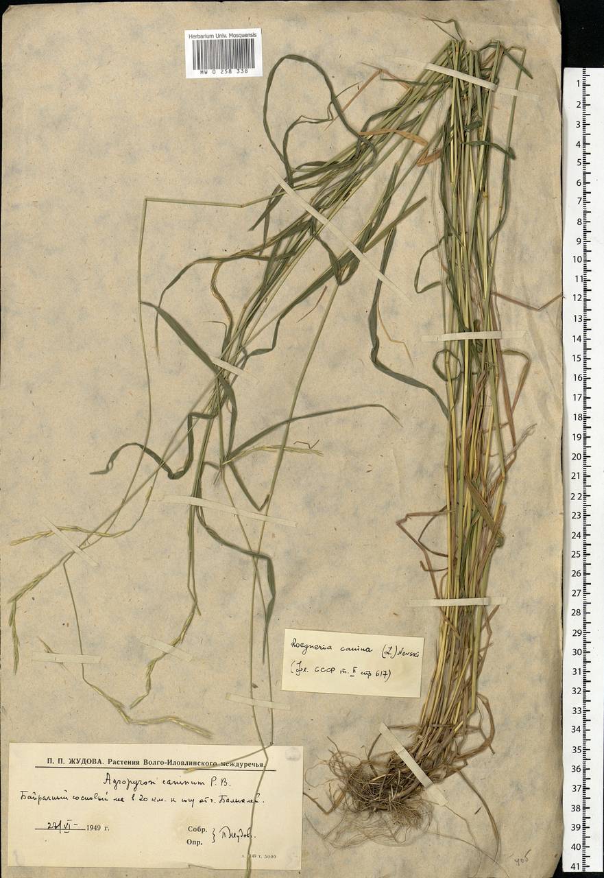Elymus caninus (L.) L., Eastern Europe, Lower Volga region (E9) (Russia)