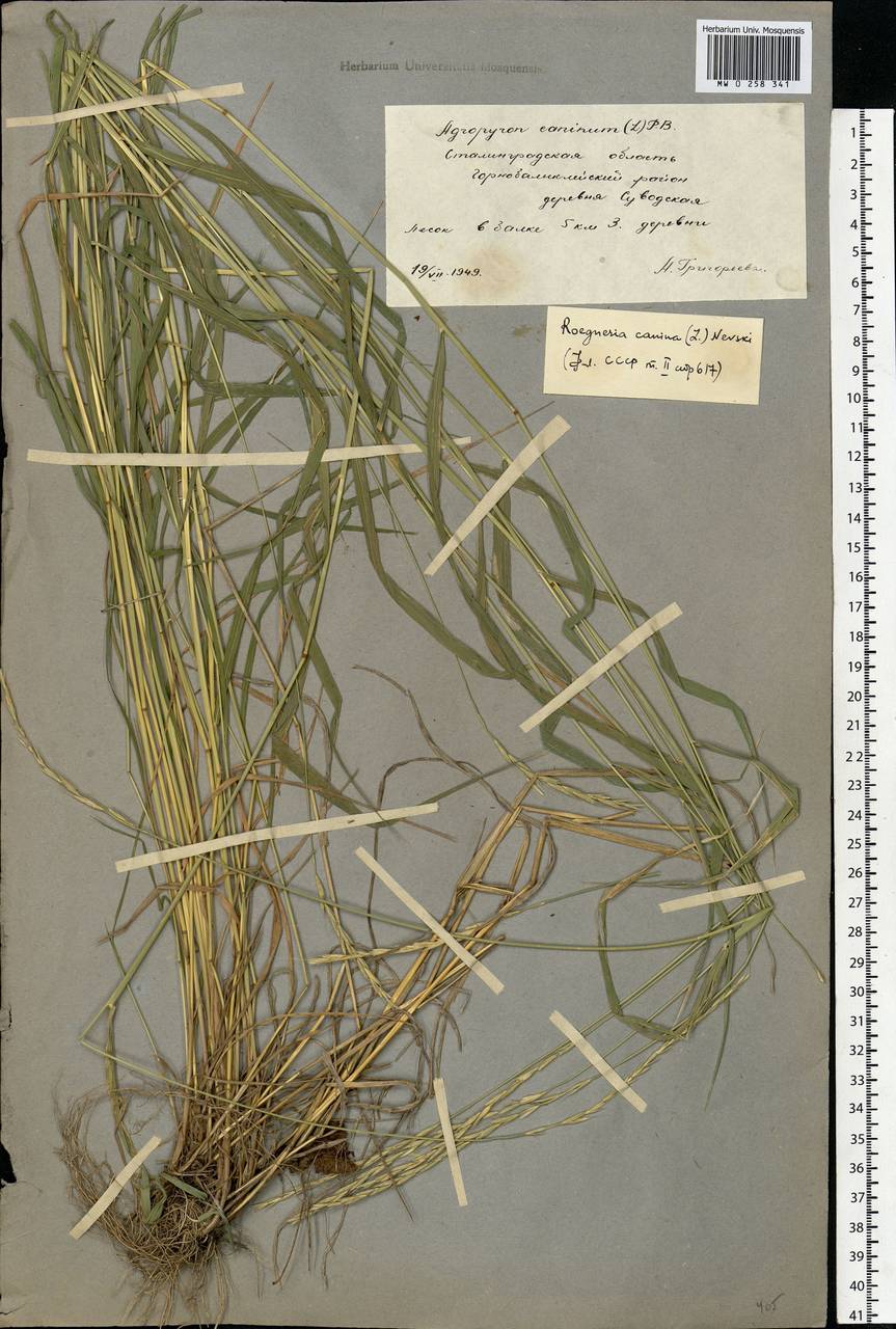 Elymus caninus (L.) L., Eastern Europe, Lower Volga region (E9) (Russia)