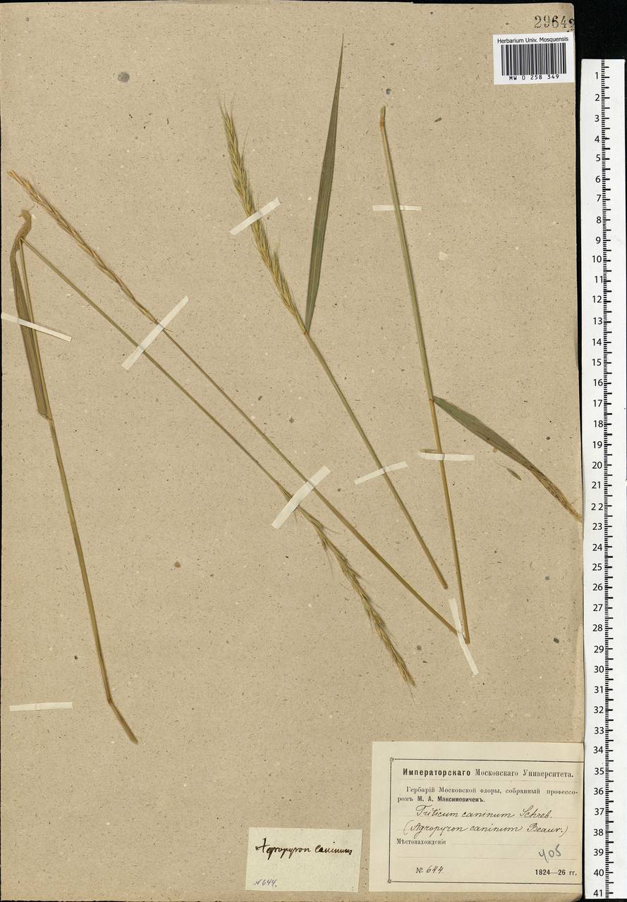 Elymus caninus (L.) L., Eastern Europe, Moscow region (E4a) (Russia)