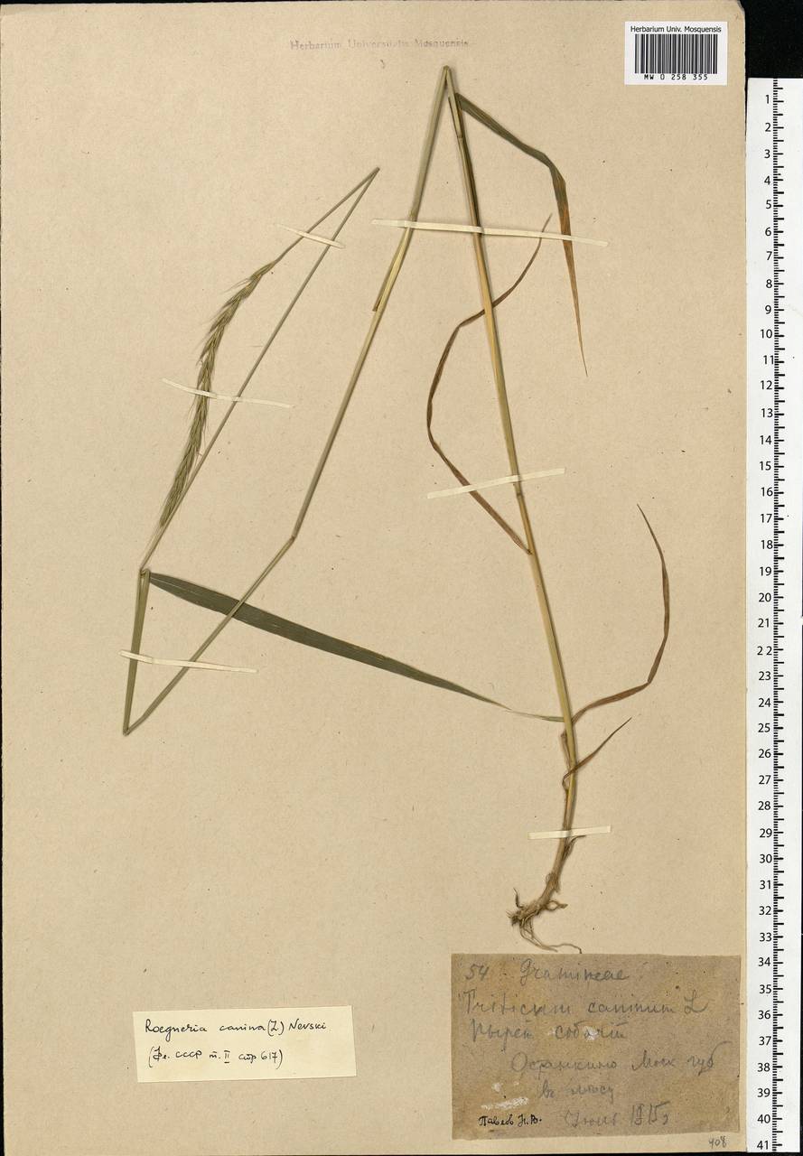 Elymus caninus (L.) L., Eastern Europe, Moscow region (E4a) (Russia)
