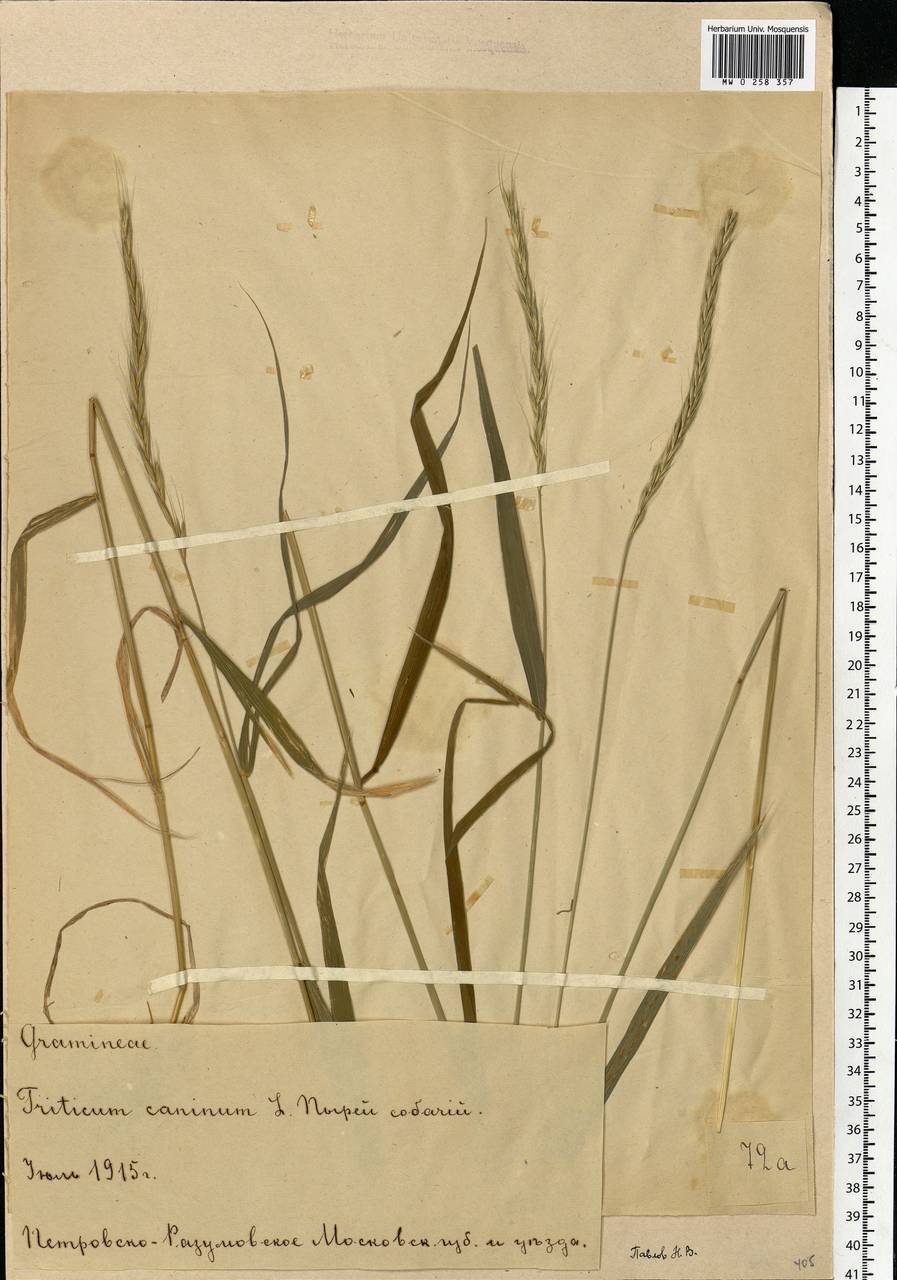 Elymus caninus (L.) L., Eastern Europe, Moscow region (E4a) (Russia)