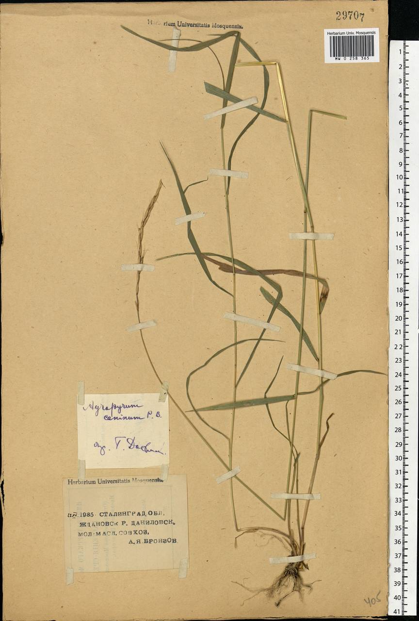 Elymus caninus (L.) L., Eastern Europe, Lower Volga region (E9) (Russia)