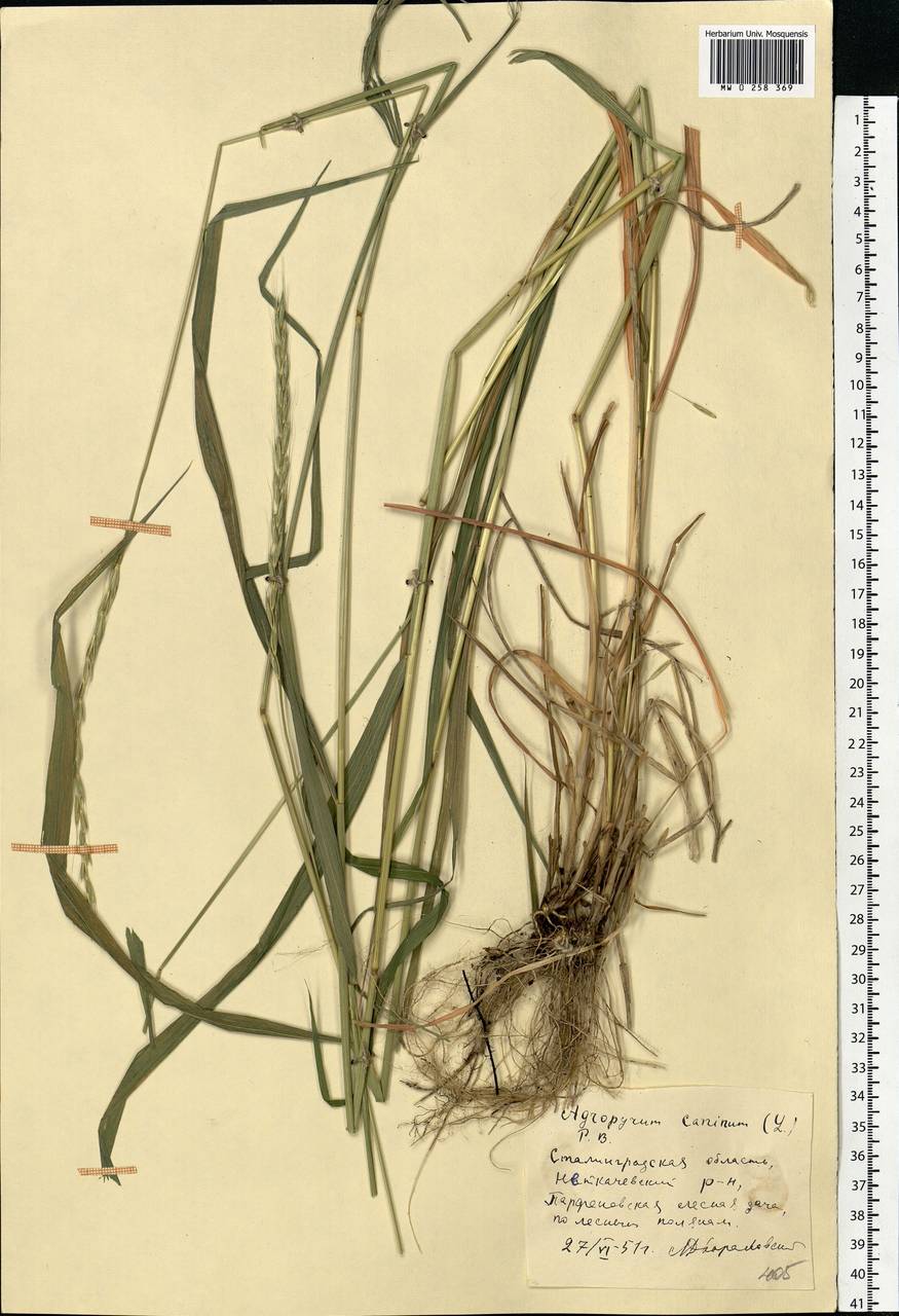 Elymus caninus (L.) L., Eastern Europe, Lower Volga region (E9) (Russia)