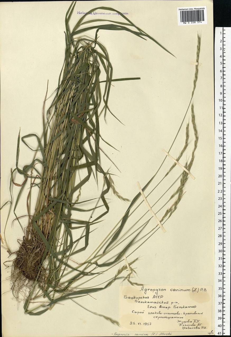 Elymus caninus (L.) L., Eastern Europe, Eastern region (E10) (Russia)