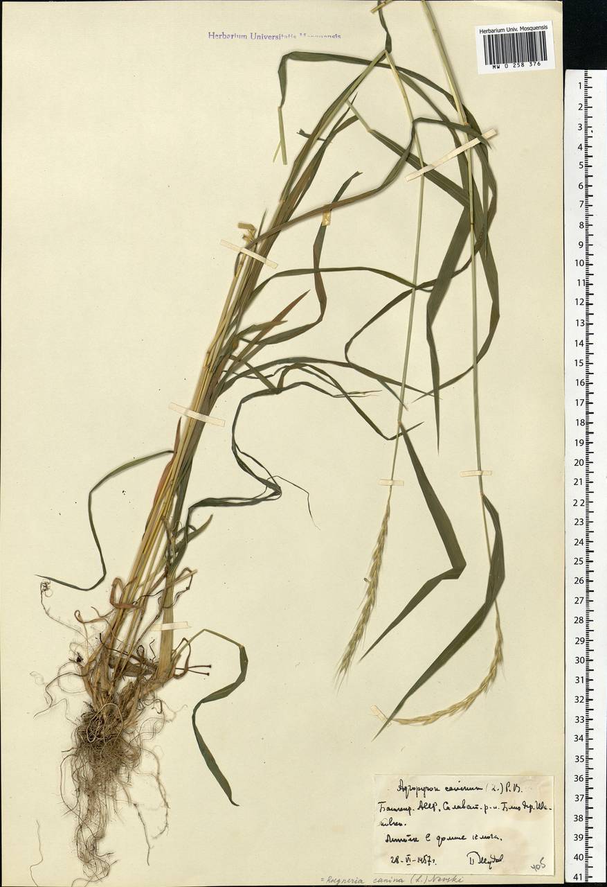 Elymus caninus (L.) L., Eastern Europe, Eastern region (E10) (Russia)