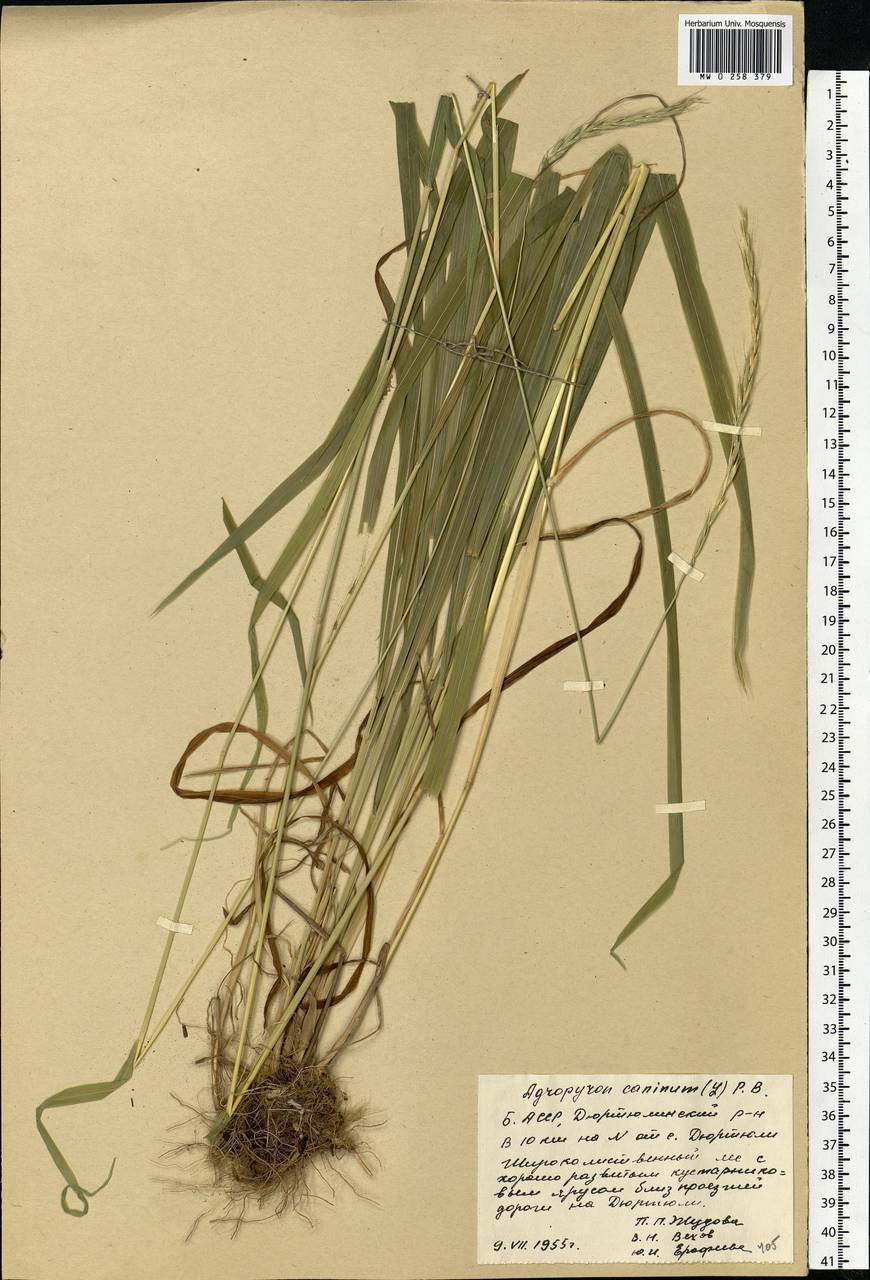 Elymus caninus (L.) L., Eastern Europe, Eastern region (E10) (Russia)