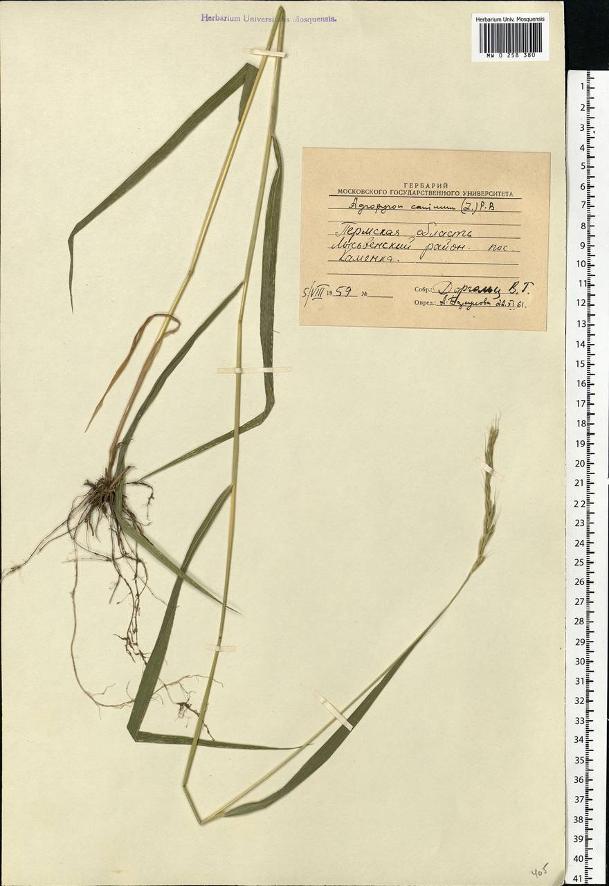 Elymus caninus (L.) L., Eastern Europe, Eastern region (E10) (Russia)