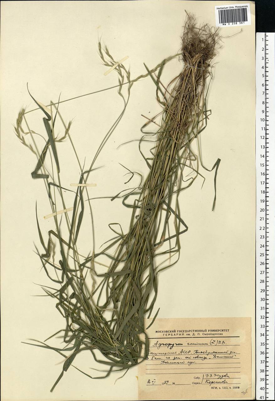 Elymus caninus (L.) L., Eastern Europe, Eastern region (E10) (Russia)