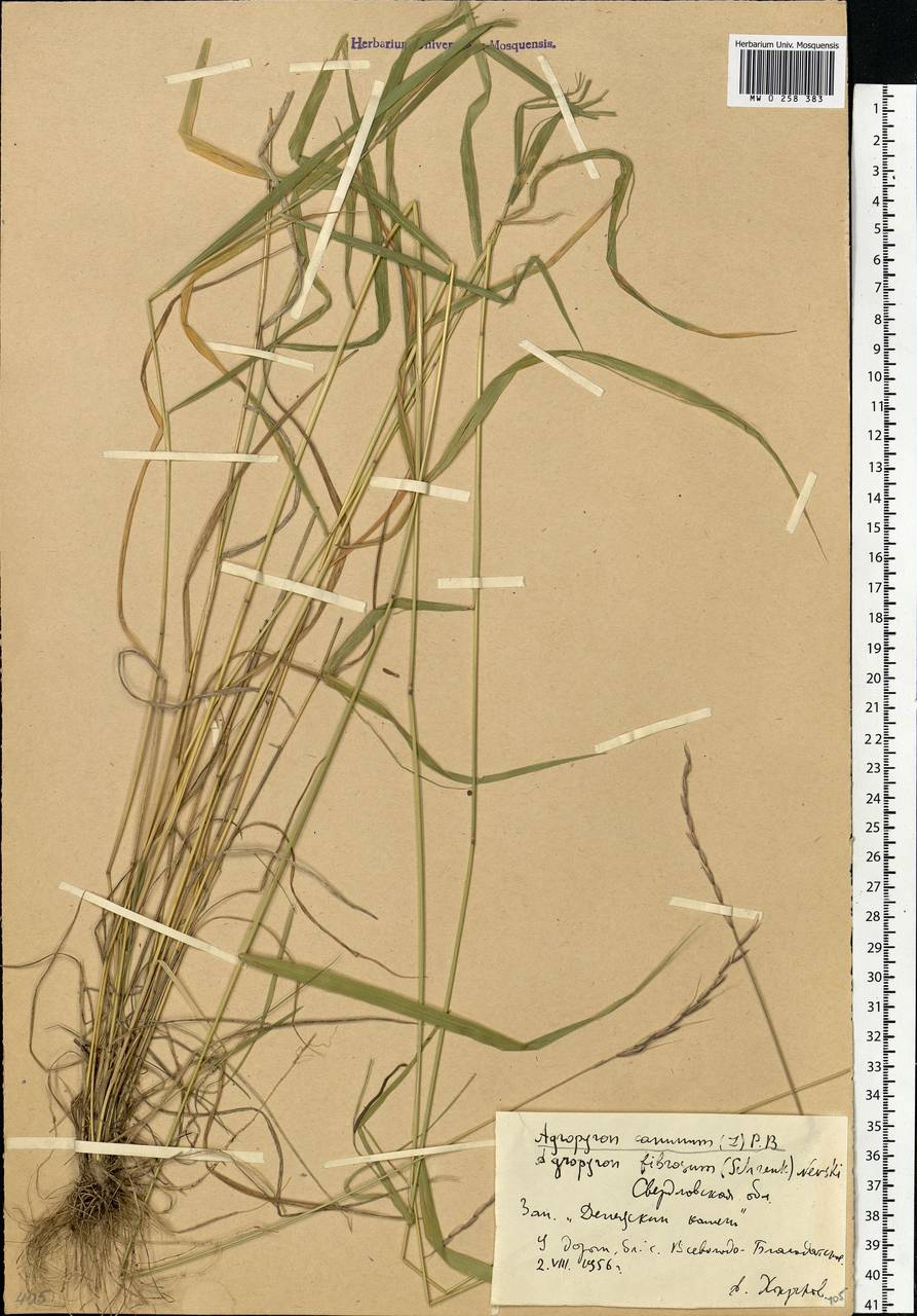 Elymus caninus (L.) L., Eastern Europe, Eastern region (E10) (Russia)