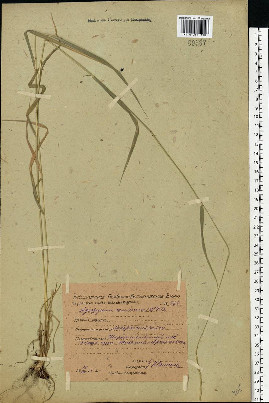 Elymus caninus (L.) L., Eastern Europe, Eastern region (E10) (Russia)