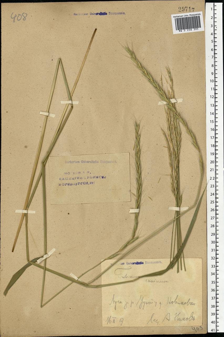 Elymus caninus (L.) L., Eastern Europe, Eastern region (E10) (Russia)