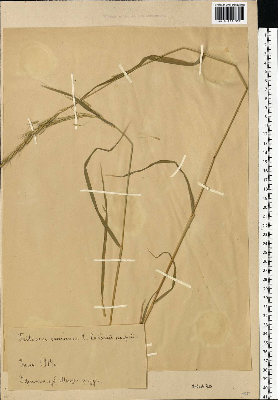 Elymus caninus (L.) L., Middle Asia, Caspian Ustyurt & Northern Aralia (M8) (Russia)