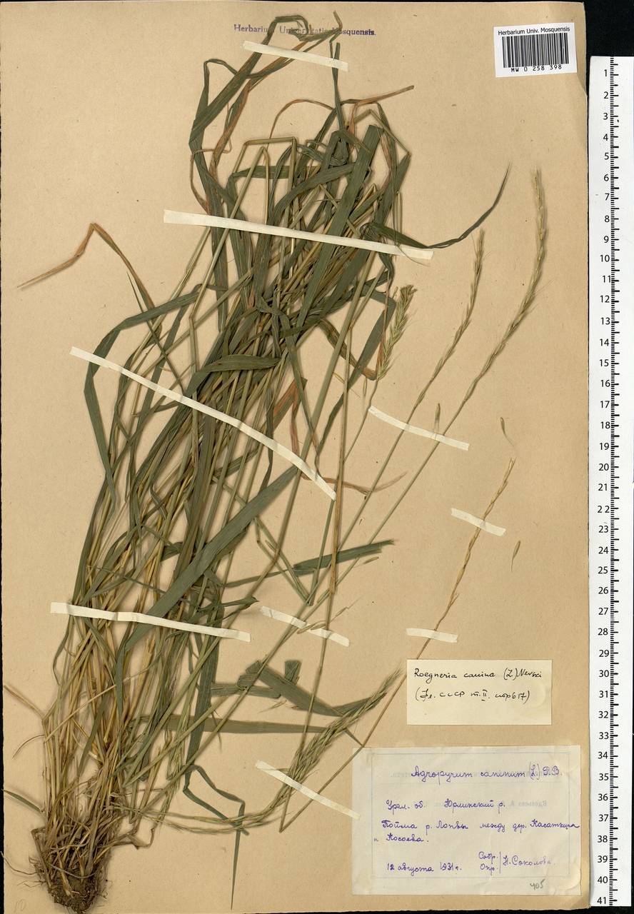Elymus caninus (L.) L., Eastern Europe, Eastern region (E10) (Russia)