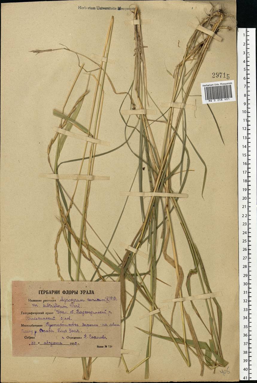 Elymus caninus (L.) L., Eastern Europe, Eastern region (E10) (Russia)