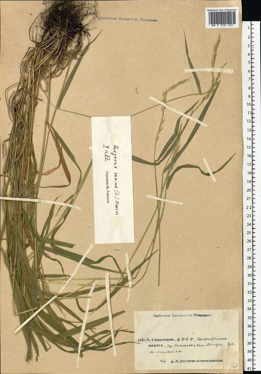 Elymus caninus (L.) L., Eastern Europe, Eastern region (E10) (Russia)