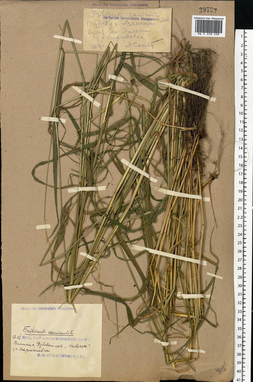 Elymus caninus (L.) L., Eastern Europe, South Ukrainian region (E12) (Ukraine)