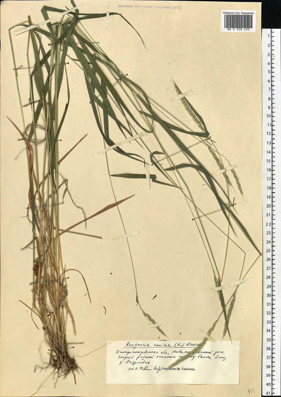 Elymus caninus (L.) L., Eastern Europe, South Ukrainian region (E12) (Ukraine)