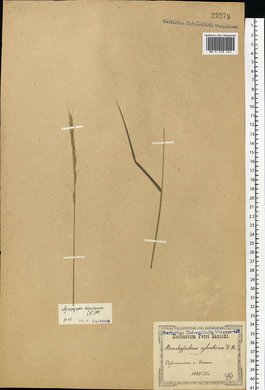 Elymus caninus (L.) L., Eastern Europe, South Ukrainian region (E12) (Ukraine)