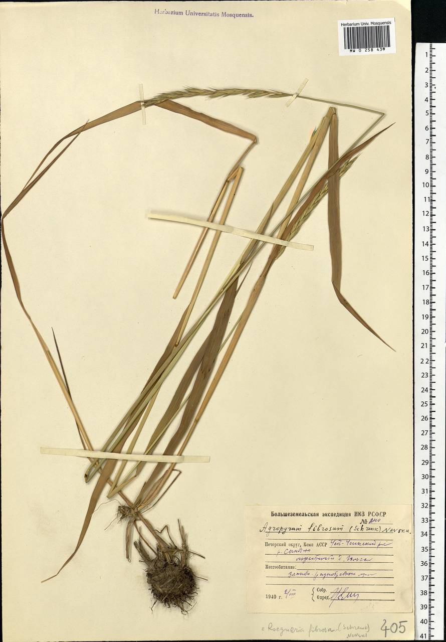 Elymus fibrosus (Schrenk) Tzvelev, Eastern Europe, Northern region (E1) (Russia)