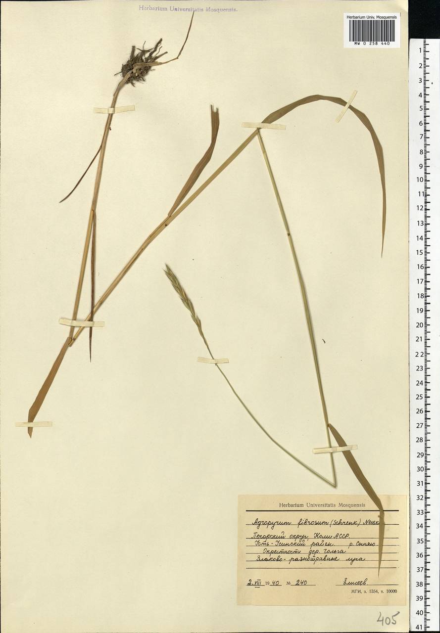 Elymus fibrosus (Schrenk) Tzvelev, Eastern Europe, Northern region (E1) (Russia)