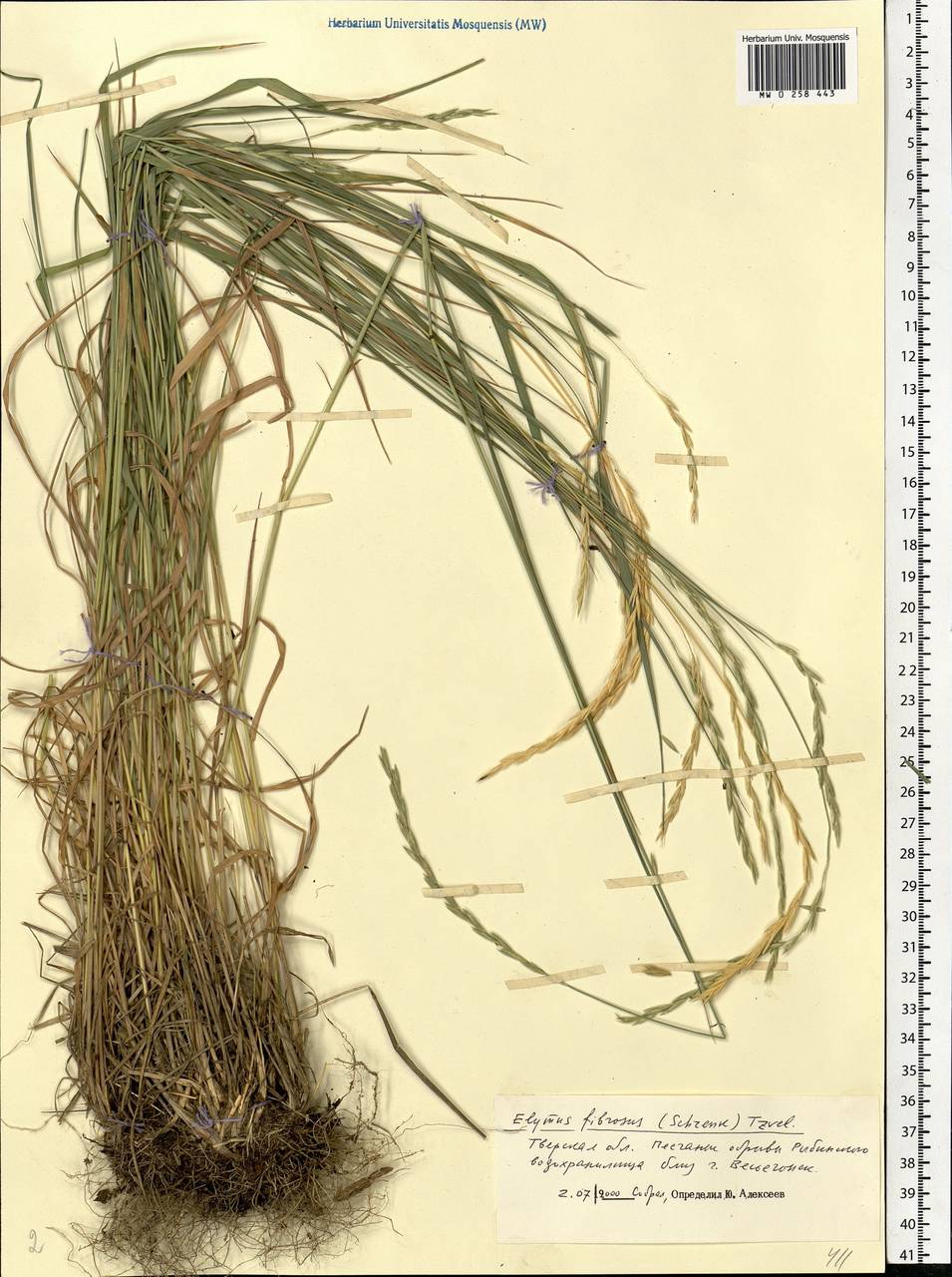 Elymus fibrosus (Schrenk) Tzvelev, Eastern Europe, North-Western region (E2) (Russia)