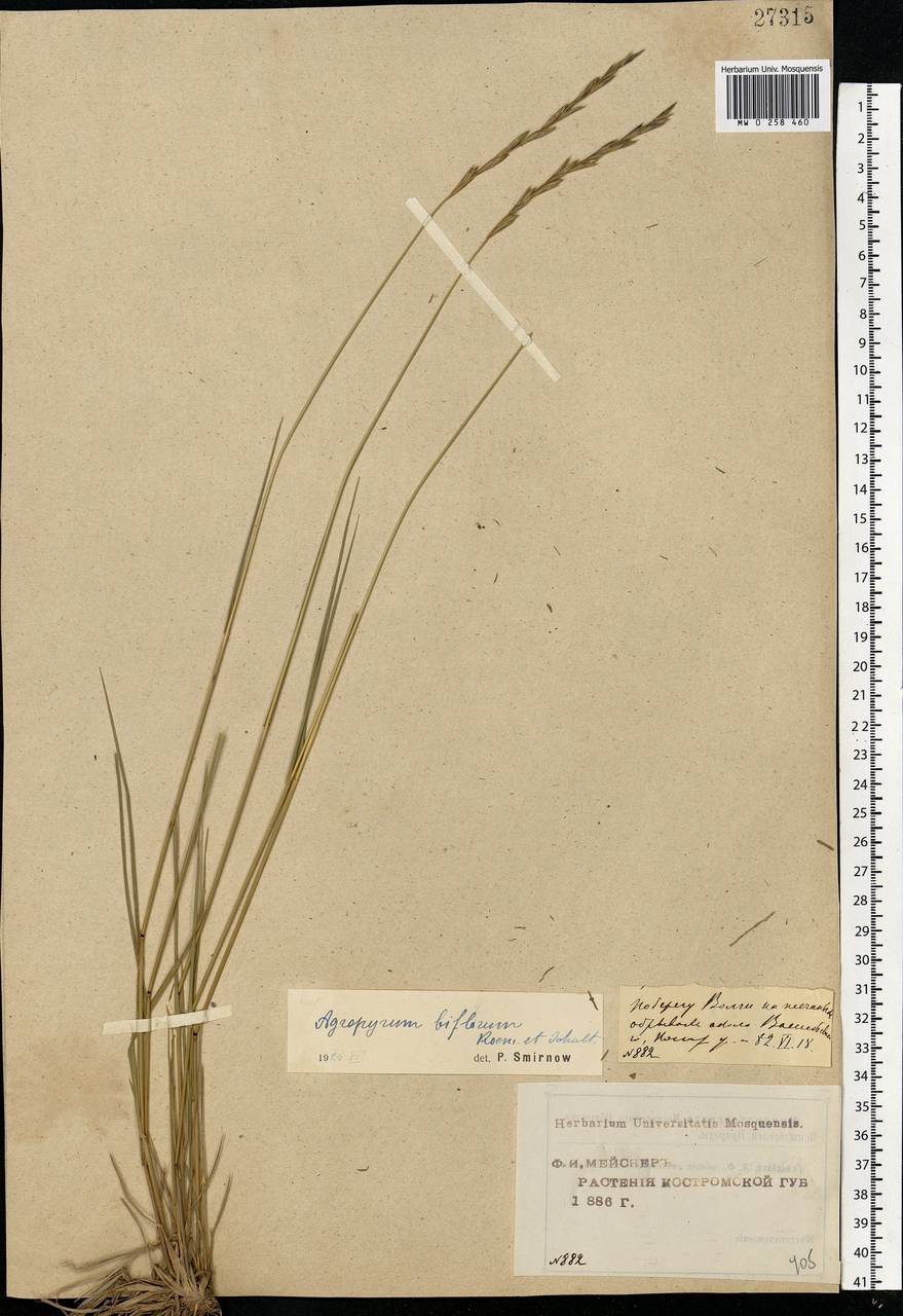 Elymus fibrosus (Schrenk) Tzvelev, Eastern Europe, Central forest region (E5) (Russia)