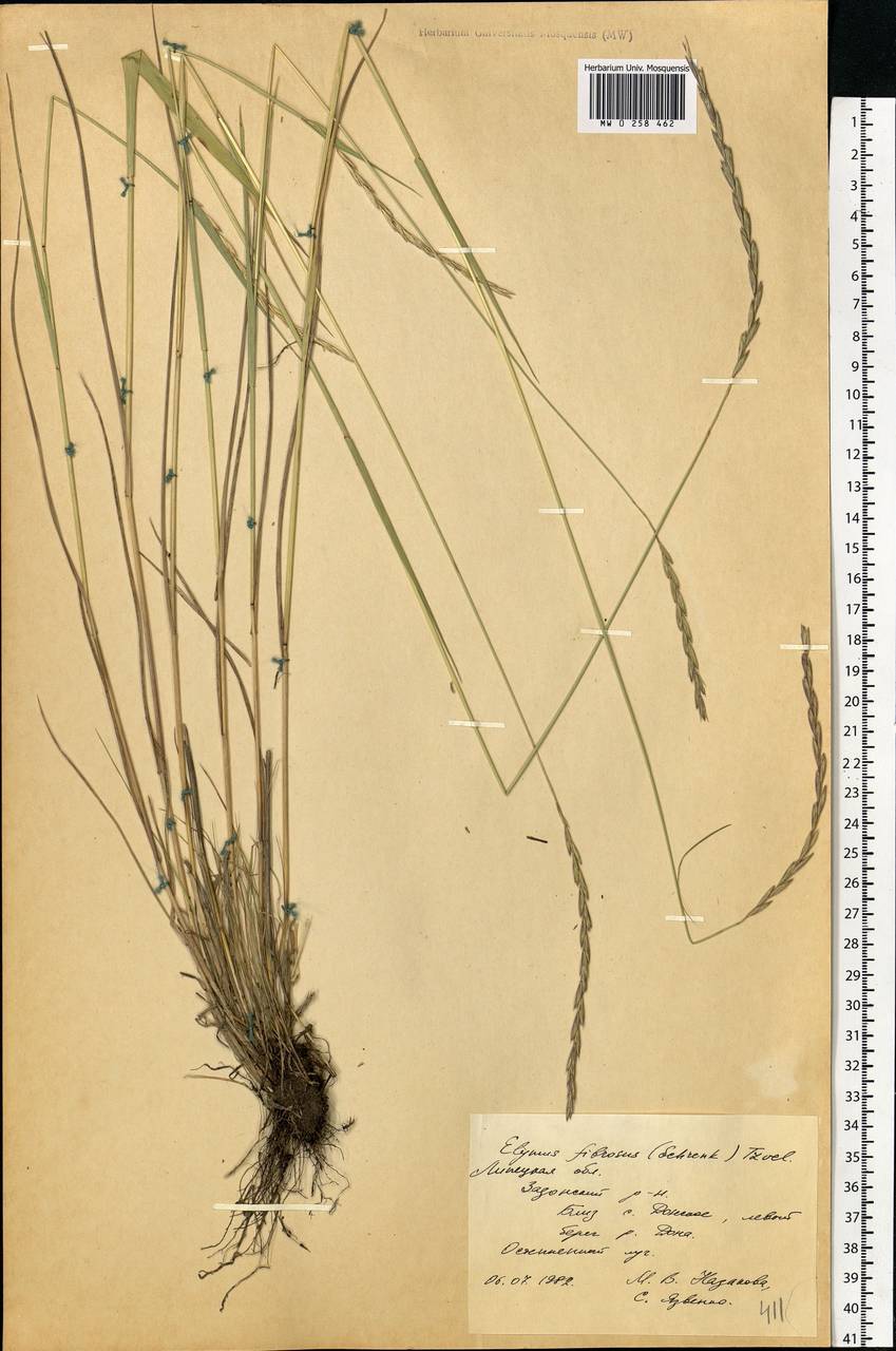 Elymus fibrosus (Schrenk) Tzvelev, Eastern Europe, Central forest-and-steppe region (E6) (Russia)